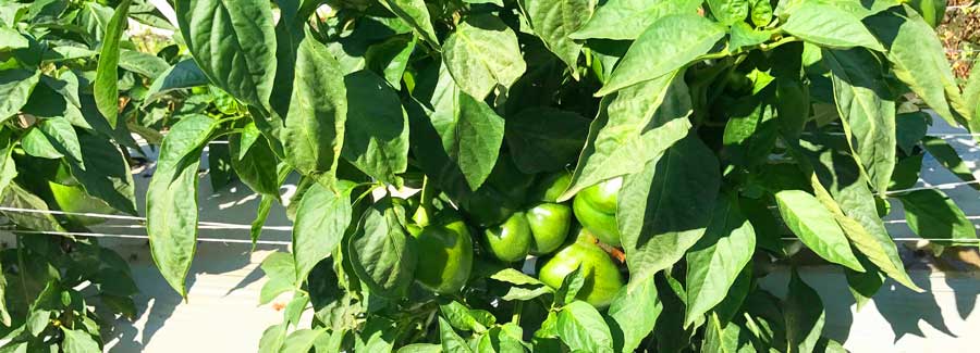 Pepper In Field