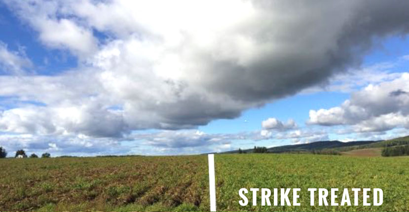 treated and untreated potato field