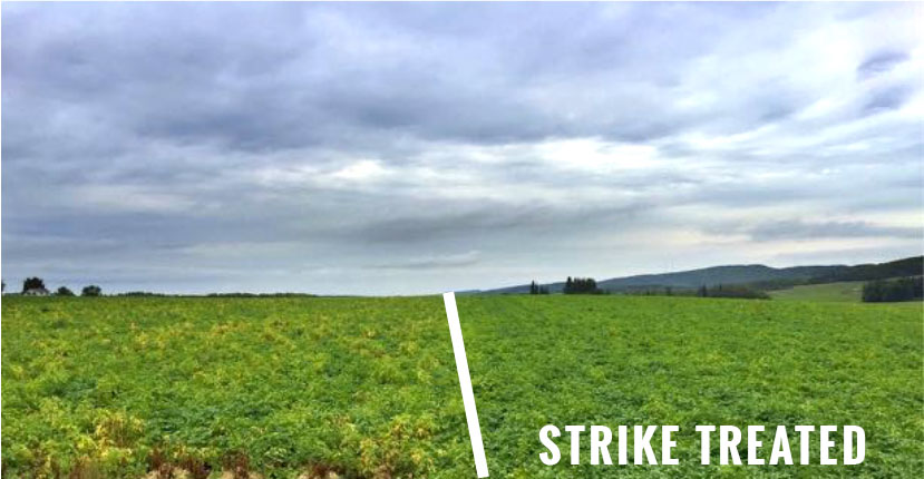 treated and untreated potato field