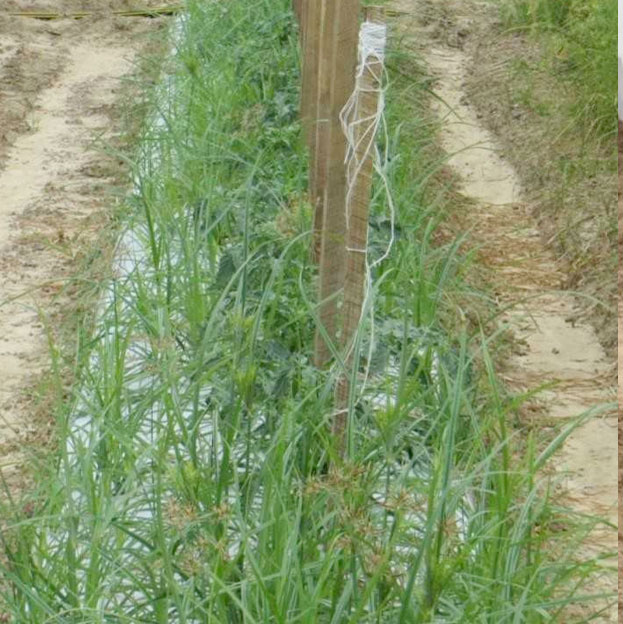 Untreated Tomato