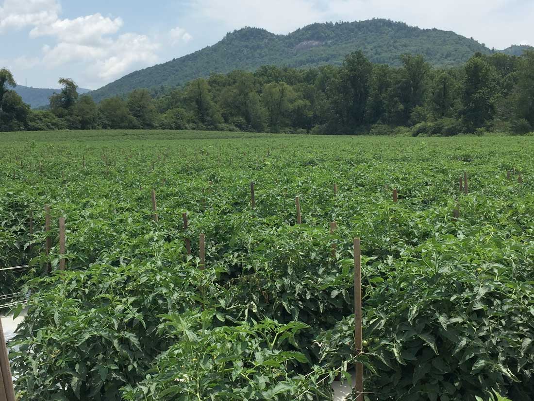 Tomato Crop Quality