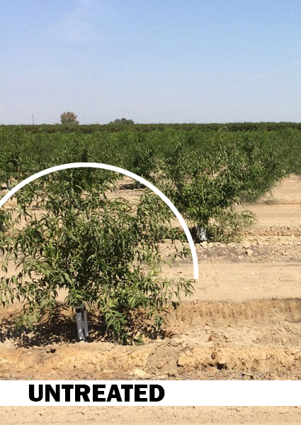 Untreated orchard