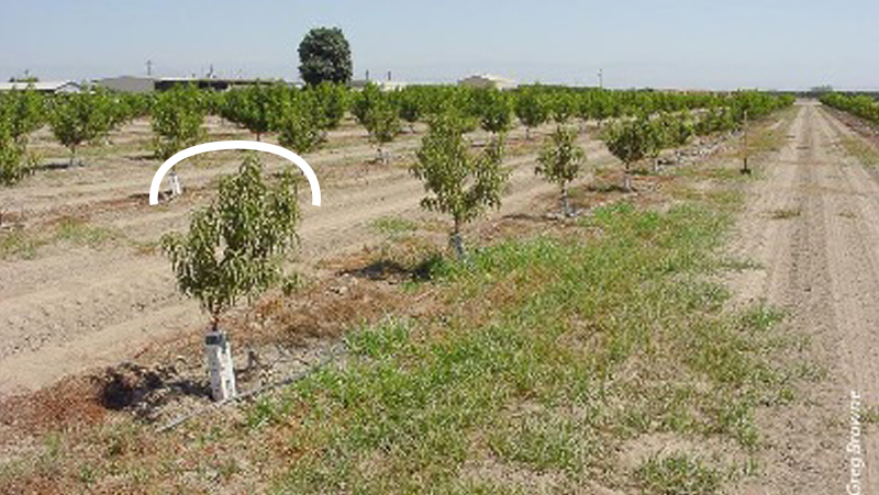 Untreated Tomato